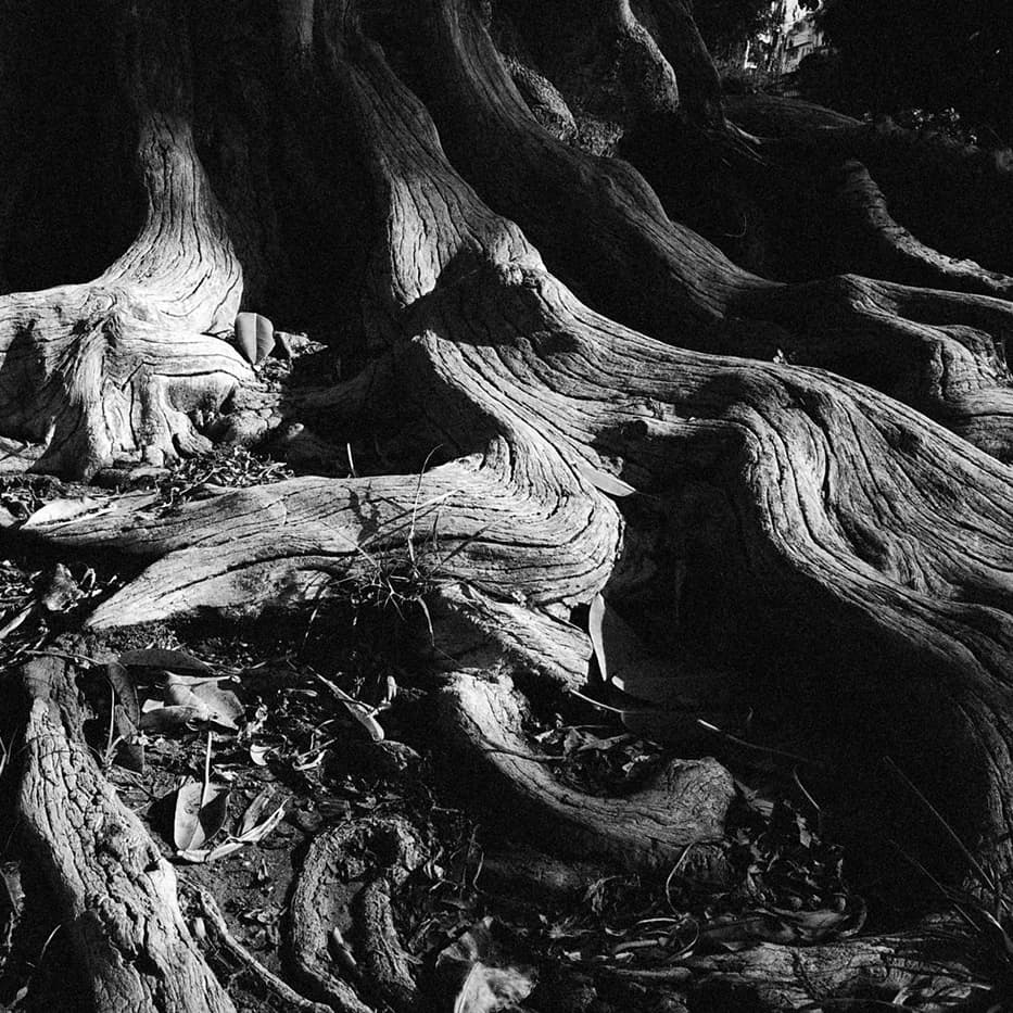 Image of tree roots with intricate patterns and textures